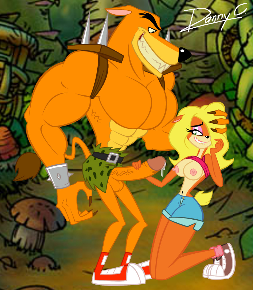 2013 abs bandicoot belt biceps big_breasts big_muscles big_penis blonde_hair blu3danny breasts clothing crash_bandicoot_(series) feline female hair hetero hi_res huge_muscles humanoid_penis imminent_sex male mammal marsupial muscle pecs penis presenting shorts tawna_bandicoot tiny_tiger topless vein video_games wide_hips