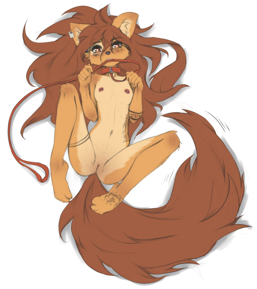 1girl 1girl 1girls 2024 2025 4_toes 5_fingers abdominal_tattoo absurd_res anthro anthro_only apogee apogee_(tinygaypirate) areola arm_tattoo bitch breasts brown_eyes brown_hair brown_tail canid canine canis collar collar_only countershade_torso countershading domestic_dog ear_piercing feet female_furry fingers flesh_tunnel foot_tattoo fur furry furry_female furry_only genitals hair high-angle_view high_res inner_ear_fluff leash leash_in_mouth leashed_collar leg_tattoo long_hair long_tail looking_at_viewer looking_up looking_up_at_viewer lying mammal musky musky_pussy naked_female nasty nasty_bitch nasty_pussy navel nipples nude nude object_in_mouth on_back pet piercing pussy reeking_of_fish reeking_of_pussy simple_background slut small_breasts smelly smelly_pussy spread_legs spreading stinky stinky_pussy tail tan_body tan_fur tattoo teeth thigh_tattoo tinygaypirate toes tuft white_background whore