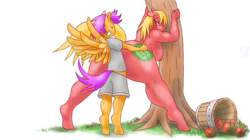 1girl anthro anthrofied apple big_macintosh blush breasts clothed clothed_sex clothing crossgender duo earth_pony equine feathered_wings feathers food freckles friendship_is_magic fruit furry genderswap horse male male/female mammal my_little_pony orange_feathers pegasus pony scootaloo sex tree vaginal weasselk wings