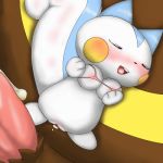 pachirisu pokemon shiohara ursaring