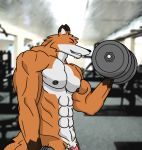 fox gym male no_sex solo