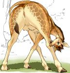  all_fours anus ass breasts butt female feral full_body genitalia giraffe hooves kikurage legs looking_at_viewer looking_back multi_breast nature no_humans nude outdoors pussy solo standing tail teats tree udders 