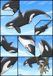  ! 2010 ? avian blue_eyes cetacean closed_eyes cloud comic detailed_background dolorcin duo feathers feral flying full_tour genital_slit gryphon marine mountain open_mouth orca pussy sky tongue tongue_out vore whale wings 