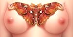 1_girl animal breasts close-up high_res insect medium_breasts moth nipples original seventhheaven upper_body