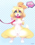 1girl 1girl 2020 animal_crossing anthro breasts canid canine canis collar domestic_dog fur furry genitals hair high_res isabelle_(animal_crossing) leash mammal nintendo open_mouth pussy shih_tzu tongue tongue_out toy_dog tsampikos video_games yellow_body yellow_fur